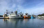 Comparing fishery-independent and fishery-dependent data for analysis of the distributions of Oregon shelf groundfishes